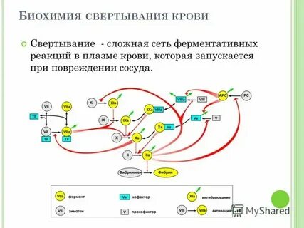 Биохимия маршалла
