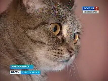 Приют для кошек в новосибирске