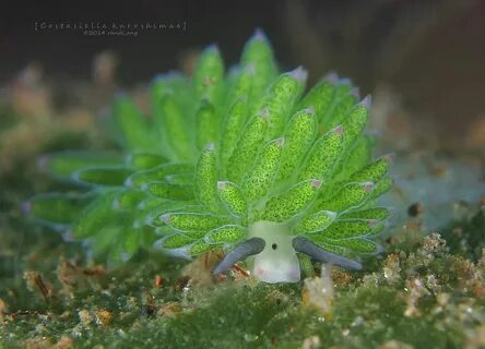 Морской барашек