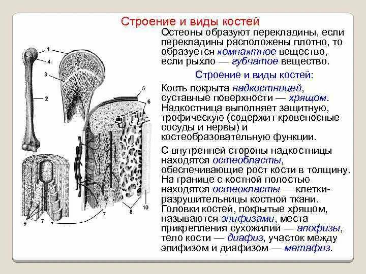 Рост губчатых костей. Строение трубчатой кости. Апофиз трубчатой кости. Строение компактного вещества кости. Строение диафиза.