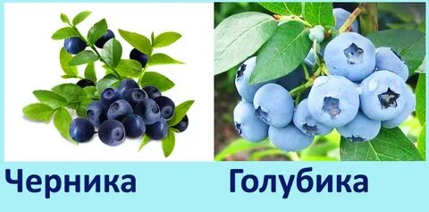 Голубика лесная и садовая отличие
