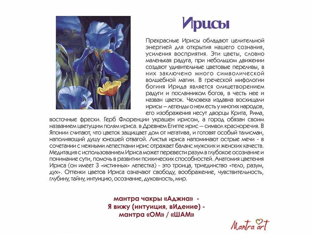 Ирис цветок символ чего. Что означают цветы ирисы. Ирис на языке цветов означает. Значение цветка ириса. Ирис растение значение