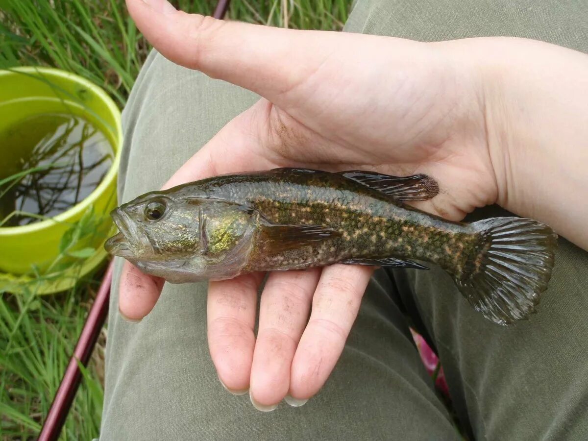 Ротан сайт. Ротан рыба. Амурский ротан (perccottus glenii. Рыба бычок ротан. Головешка-ротан.