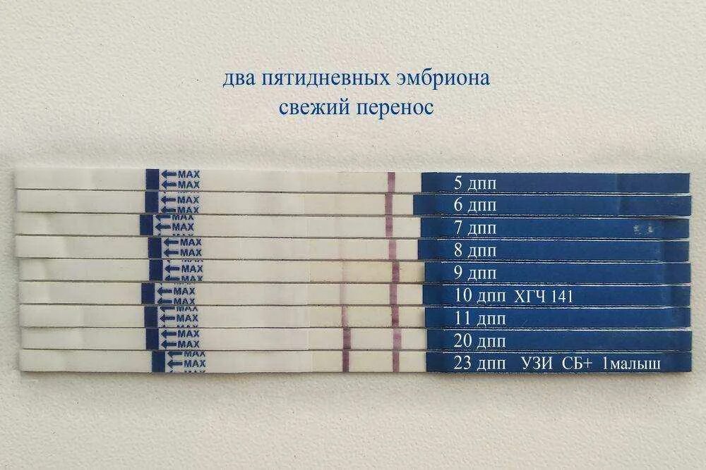 Ощущения по дням после переноса эмбрионов форум. Тесты хгч по дням после переноса эмбрионов. тесты на беременность по дням после подсадки. тест на беременность после переноса эмбрионов 5 по дням. тест на беременность на 10 день после переноса эмбрионов.