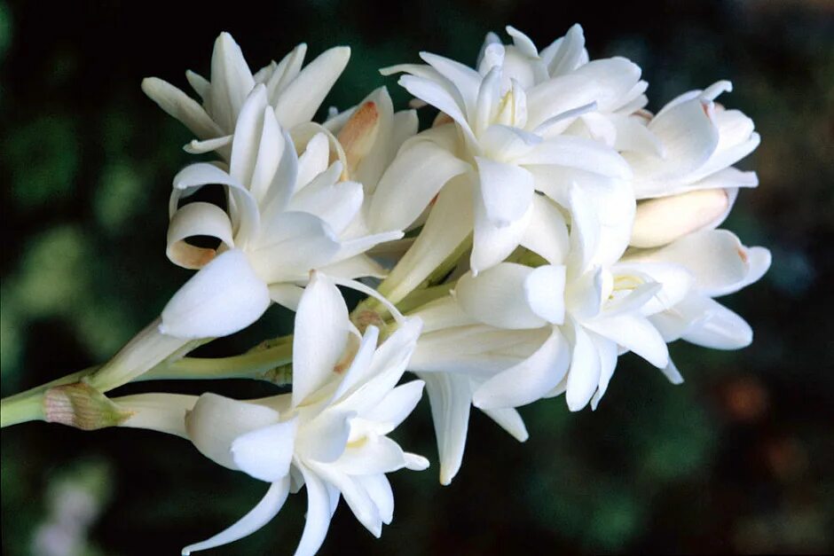 Tuberose. Полиантес Тубероза. Полиантес Тубероза Перл. Тубероза (Polianthes tuberosa). Тубероза (полиантес клубненосный).