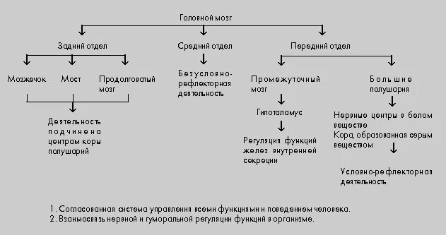 Функции отдела головного мозга 8 класс. Головной мозг схема таблица. графологическая структура головного мозга. графологическая схема головного мозга. заполните схему головной мозг.