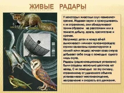 Некоторых животных