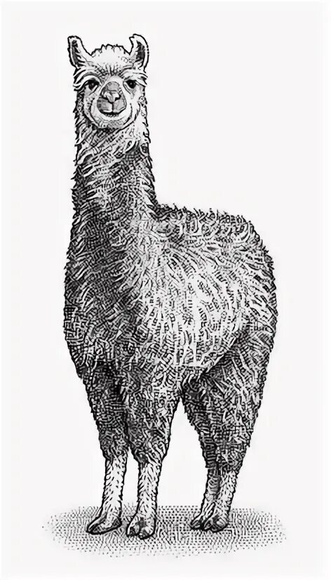 Llama architecture model. Llama architecture model