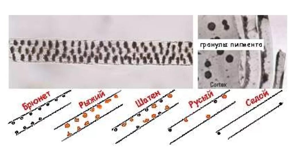 Меланин пигмент волос. Расположение пигмента в волосе. Пигмент для волос. Пигменты волоса схема. Структура Седого волоса.