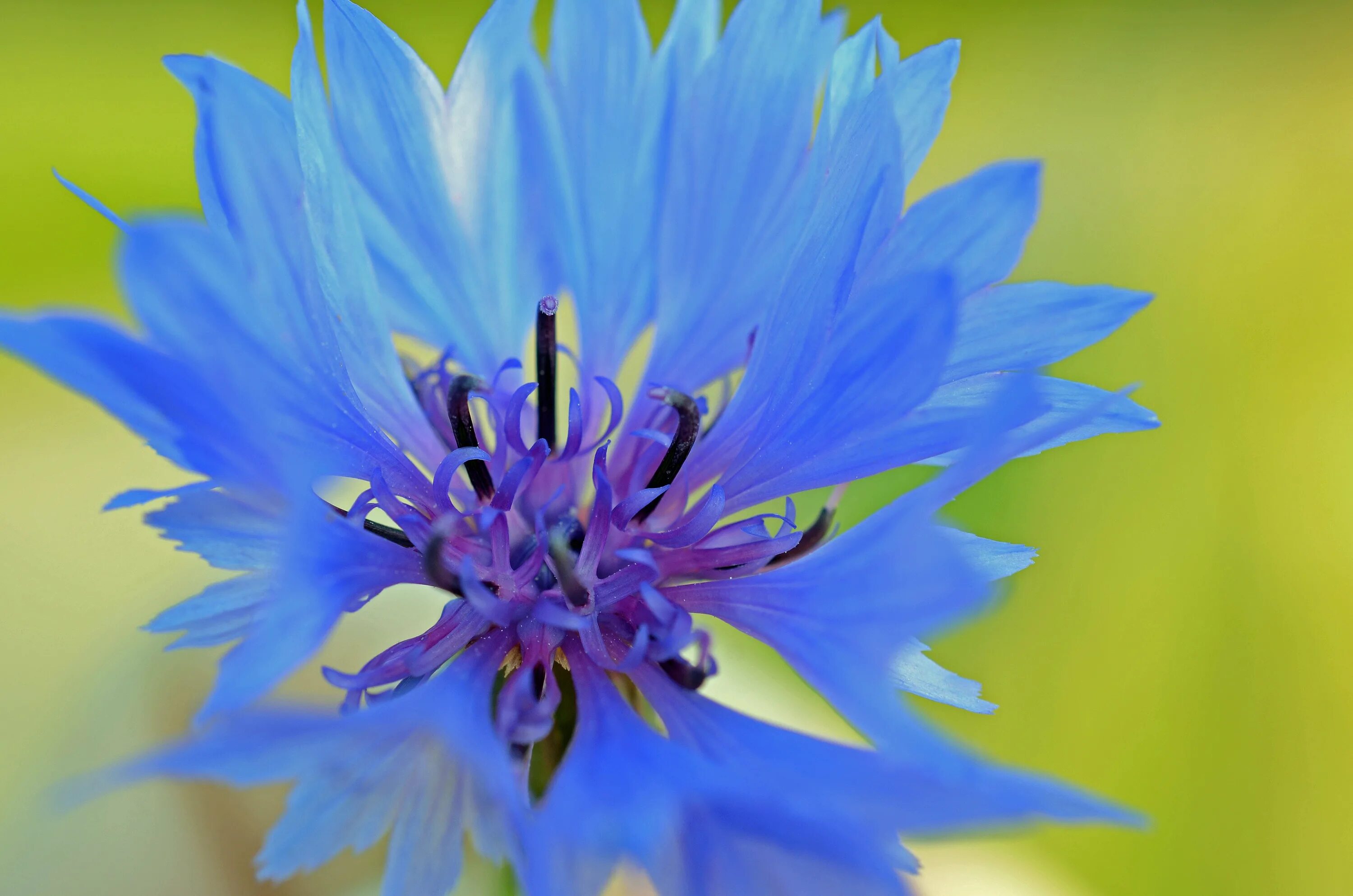 Василек синий Корнфловер. Василек цельнолистный. Василек синий (Centaurea cyanus). Василек Блу медальон.