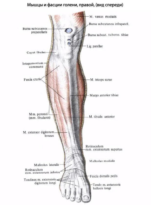 Почему болит низ ноги. Как называется часть ноги ниже колена спереди. Болит мышца голени сбоку. Как называется часть ноги сбоку ниже колена. Как называется часть ноги от колена до стопы спереди.