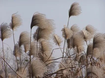 Dry plants