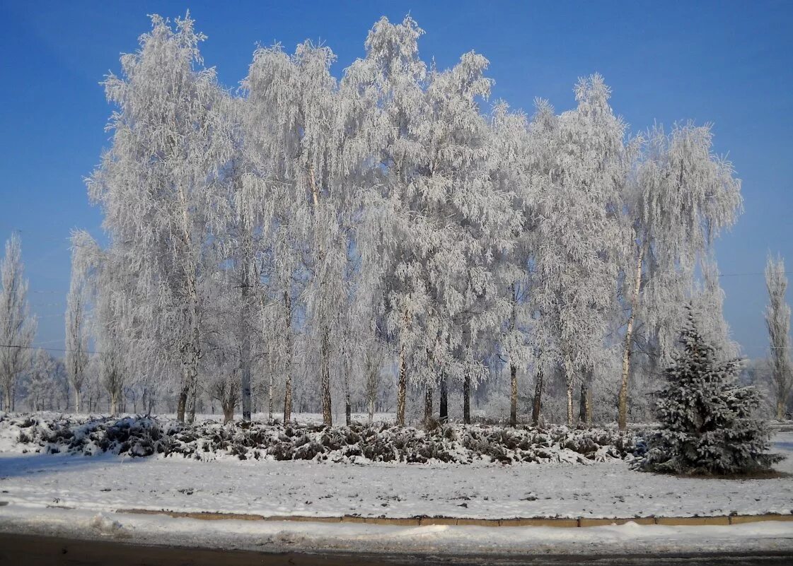 Береза зима. Береза зимой. Зимняя береза. Береза зимой. Береза зимой.