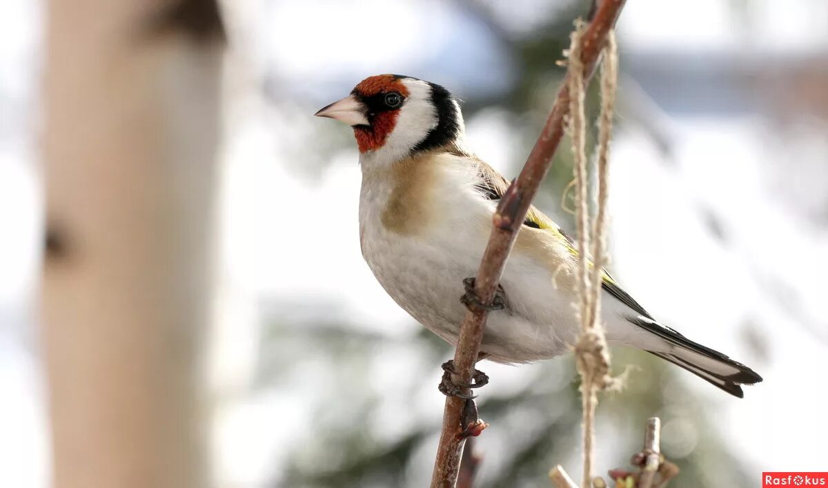 Щегол - goldfinch. Золотистый щегол. Белобородый щегол. Манка щегла. Манка щегла.