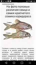 Как отличить сомика самца. Крапчатый сомик самец и самка. сом коридорас крапчатый отличие самки от самца. сомик коридорас крапчатый самец и самка. сомики коридорасы самка и самец.