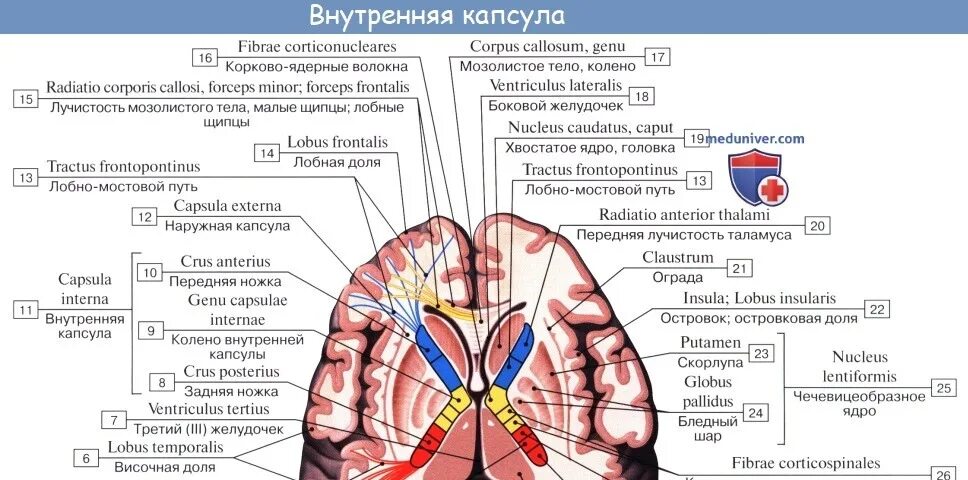 Https meduniver com medical book. Внутренняя капсула неврология строение. Проводящие пути внутренней капсулы мозга. Схема поражения внутренней капсулы. Строение внутренней капсулы проводящие пути.