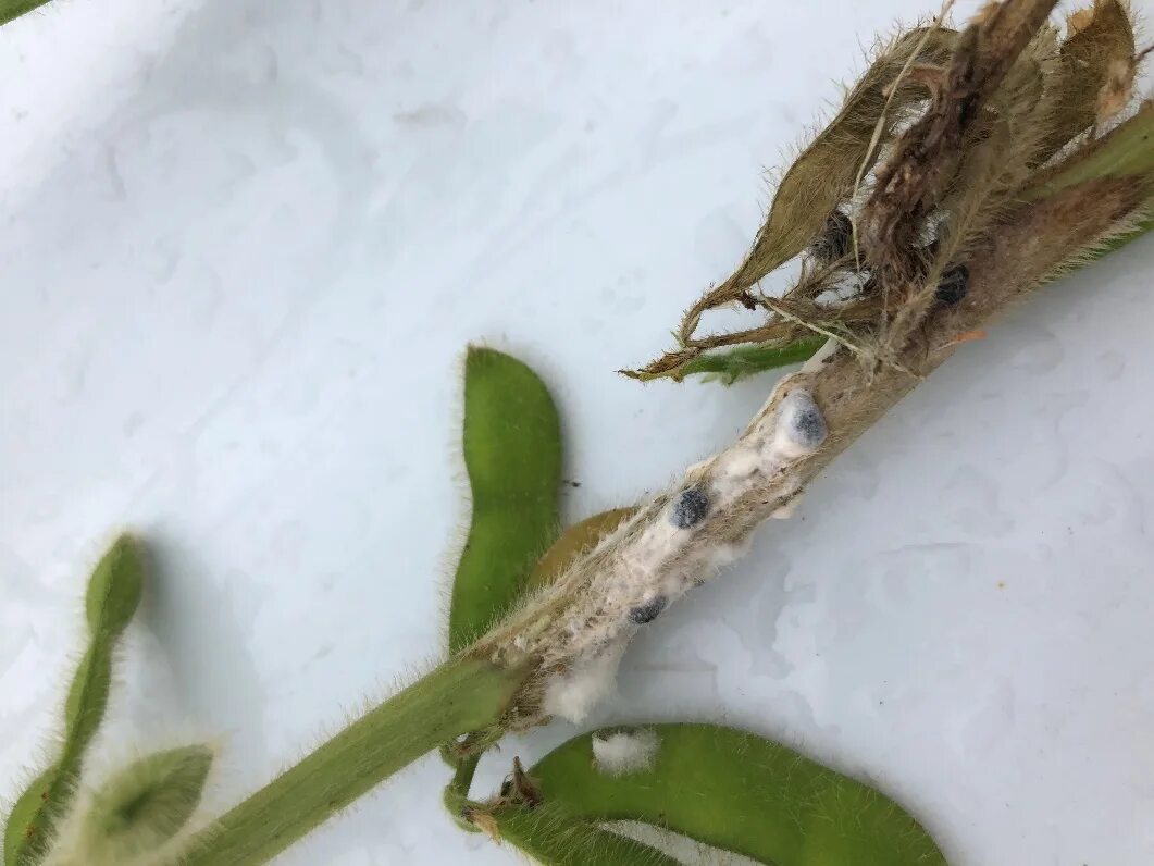 соя ( glycine max l. склеротиниоз сои. фомопсис подсолнечника меры борьбы. чем полезна соя. Echev unguiculata.