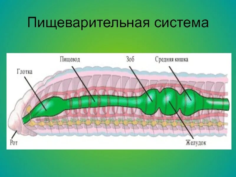 Пищеварительной строения плоских червей. Пищеварительная система ресничных червей. Строение пищеварительной системы ресничных червей. Строение пищеварительной системы плоских червей. Пищеварительная система органов кольчатых червей