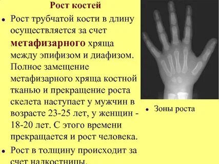 Рост кости в длину обеспечивается