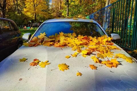 Отпускаю желтыми листьями