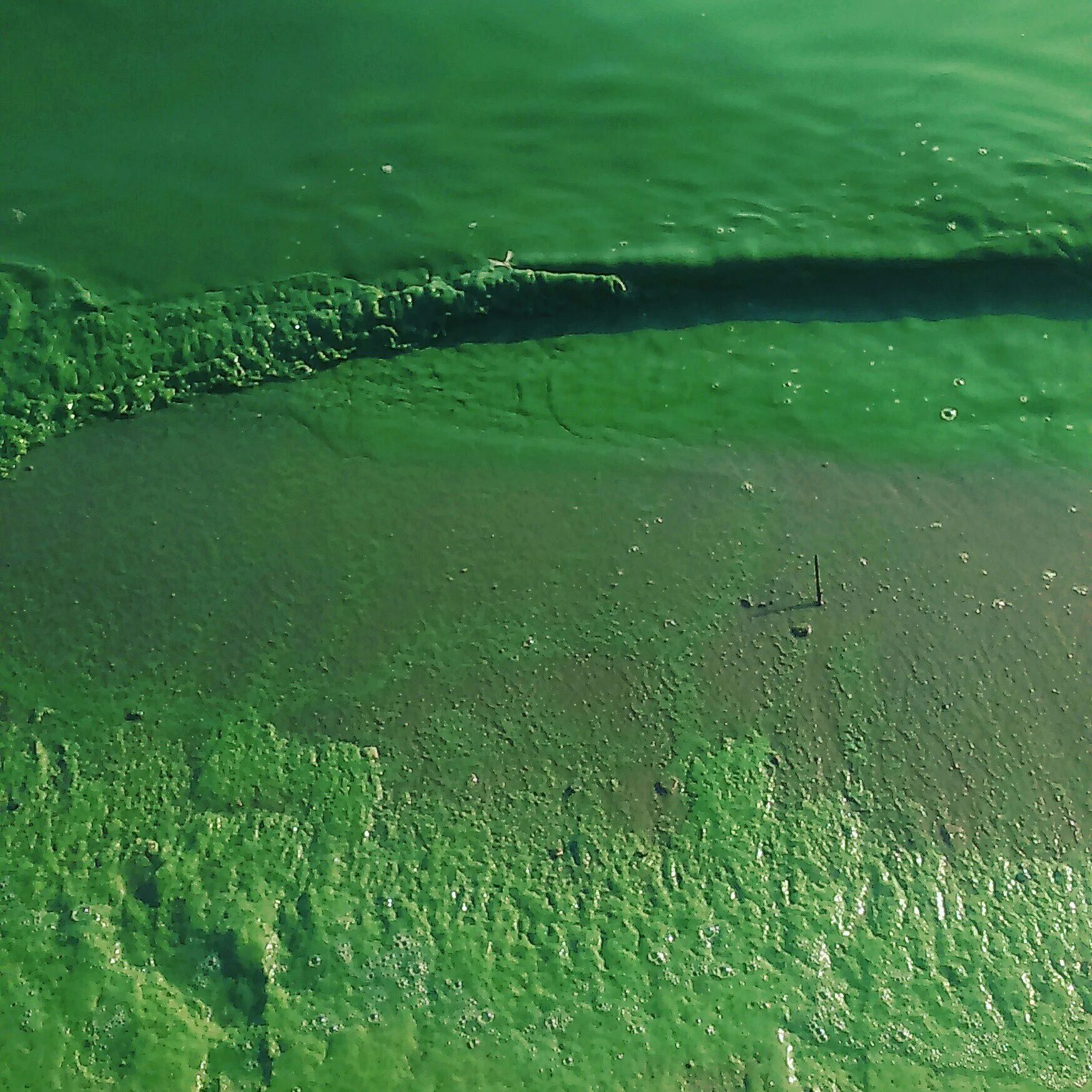 Зеленая Волга река. Зеленая вода на Волге. Цветение воды. Цветение воды в Волге. Видеть зеленую воду