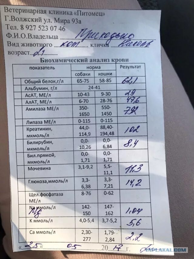Показатели в норме алт аст билирубин. Амилаза норма амилаза норма. Норма биохимического анализа амилаза. Норма биохимического анализа амилаза. Альфа амилаза в моче норма.