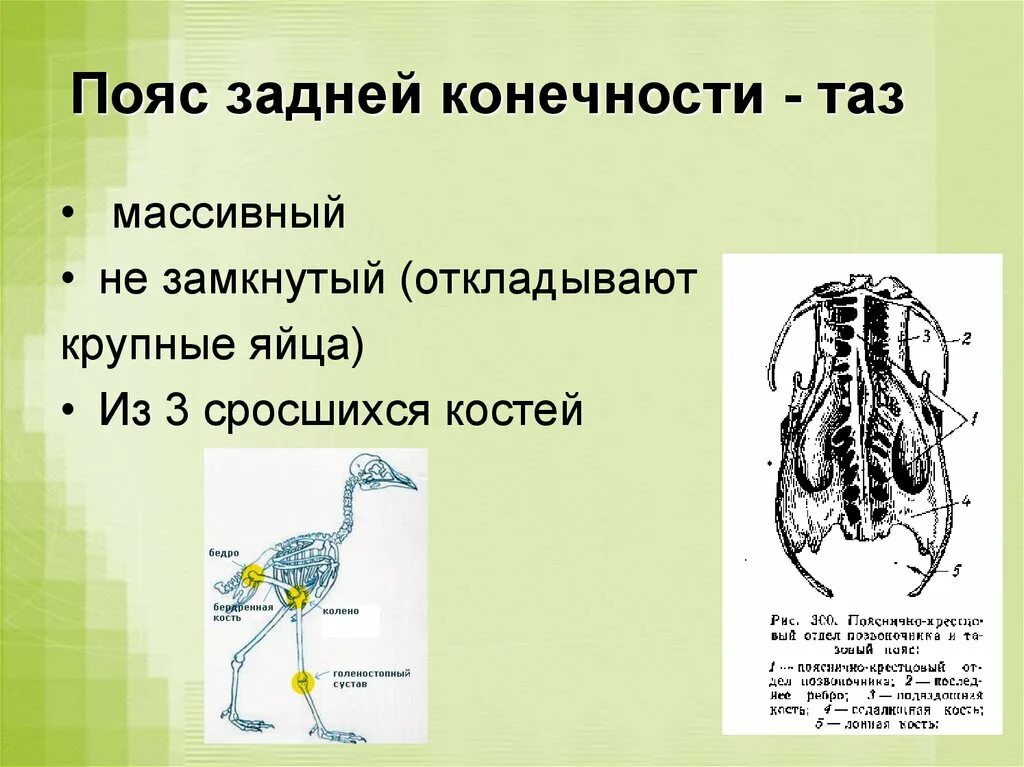 Кости пояса задних конечностей у птиц. Пояс задних конечностей п. Пояс задних конечностей у птиц. Строение пояса задних конечностей у птиц.