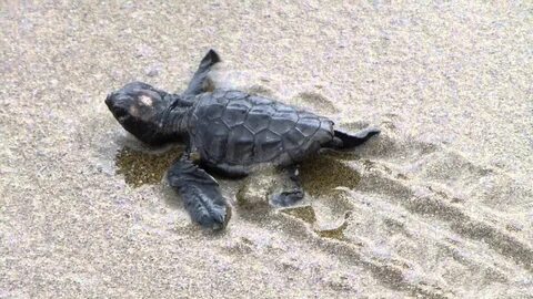 T turtle