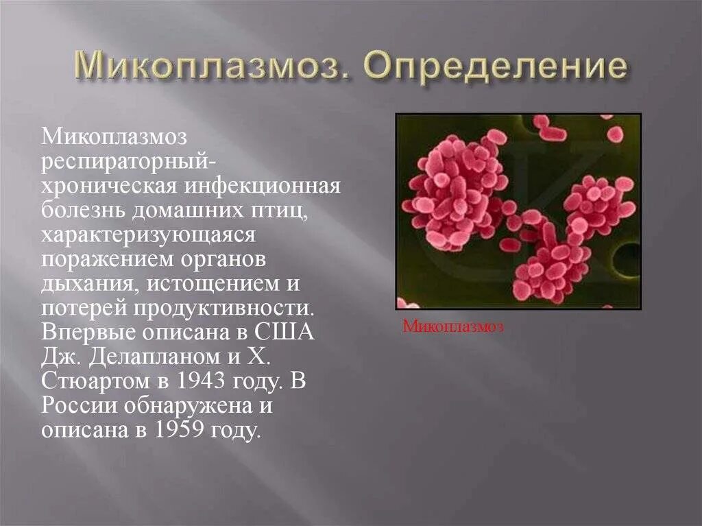 Микоплазмоз у крыс симптомы. Микоплазмоз у крыс симптомы
