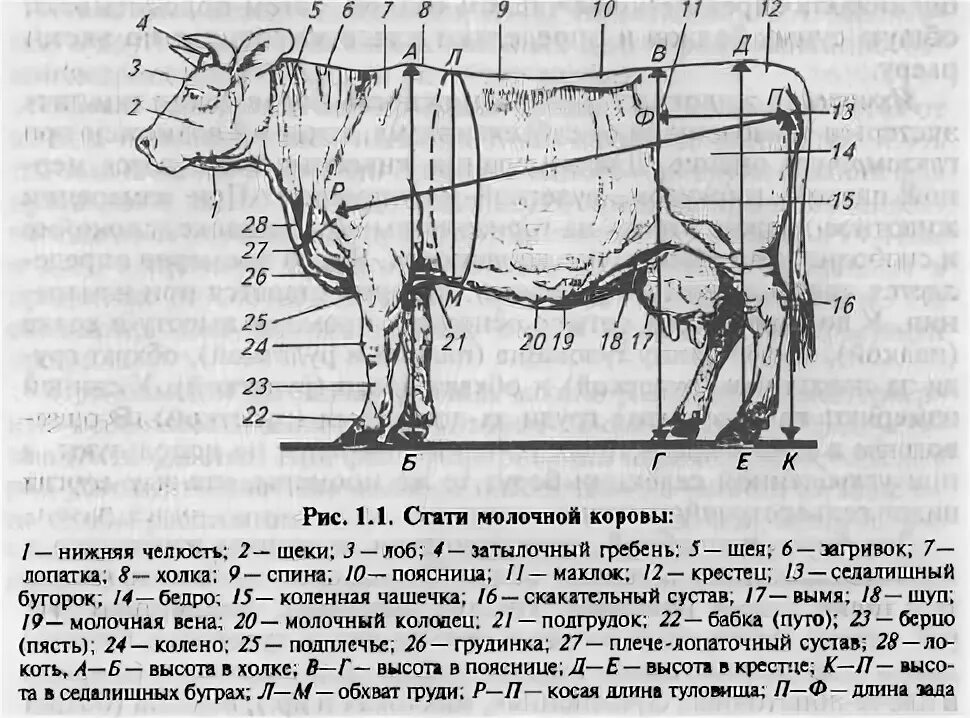 Крымские коровы. Морда коровы. Откуда взялись коровы. Экстерьер коровы. Откуда взялись коровы.
