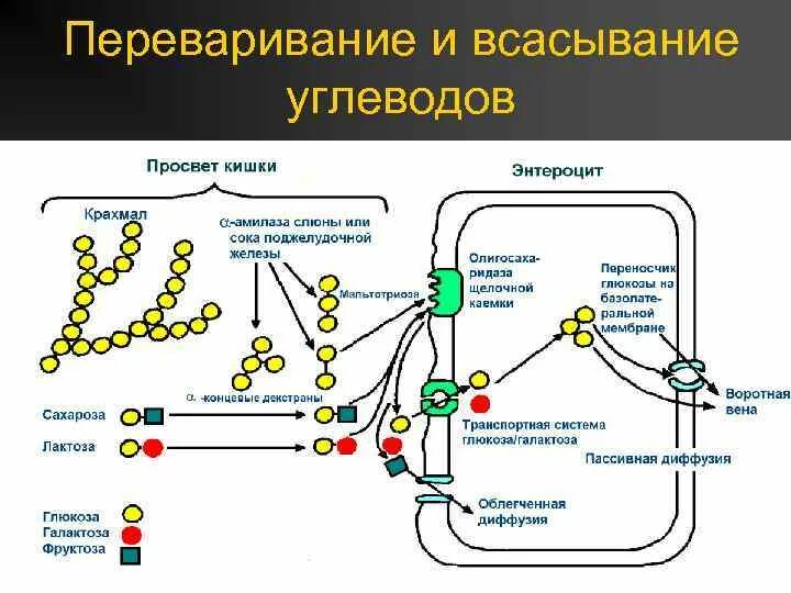 Процесс переваривания и всасывания углеводов. Процесс переваривания и всасывания углеводов