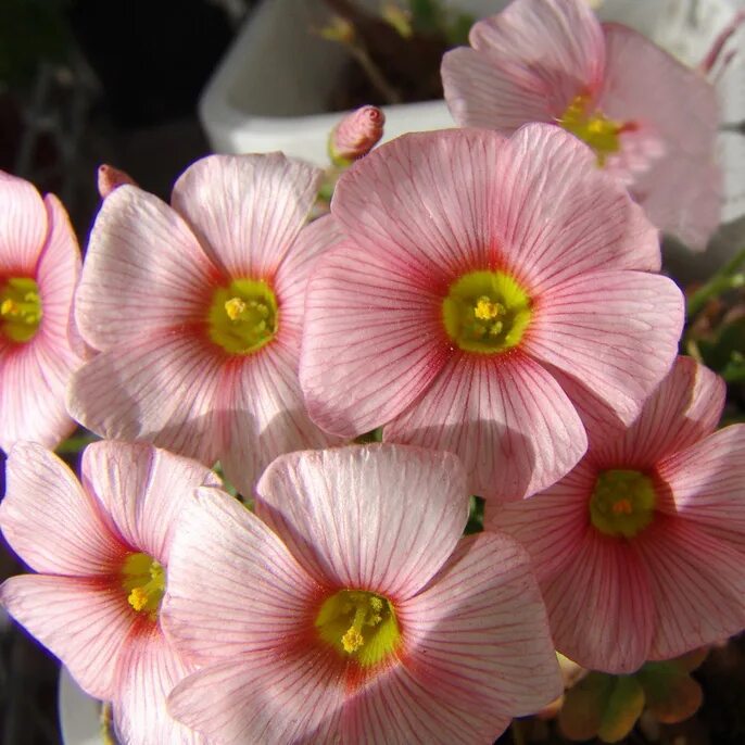 Large forms. Oxalis obtusa. Oxalis obtusa ‘Carol‘. Оксалис blush. Оксалис обтуза.