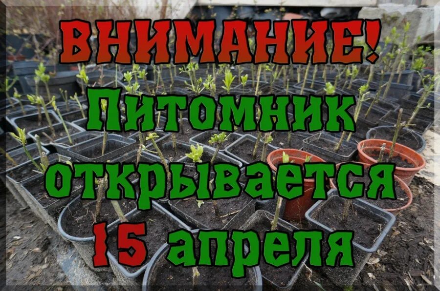 Питомник в егорьевске никитенко каталог и цены. Питомник растений в Егорьевске Никитенко.