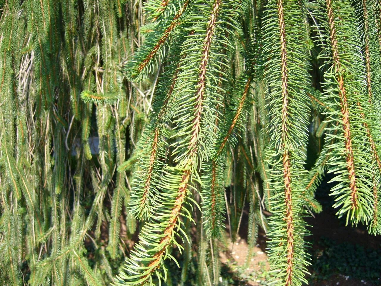 Со ель. Picea abies virgata. ель обыкновенная virgata виргата. ель змеевидная виргата. ель обыкновенная виргата (змеевидная).