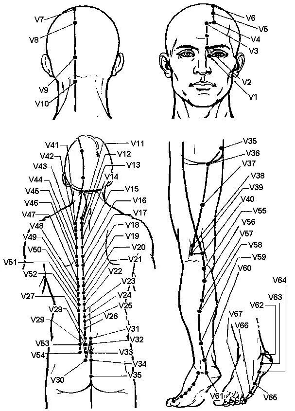 Меридиан мочевого пузыря точки расположения. Меридиан мочевого пузыря в китайской медицине точки. Меридианы мочевого пузыря точки меридианы. Канал мочевого пузыря акупунктурные точки. Версия 3.5 точка