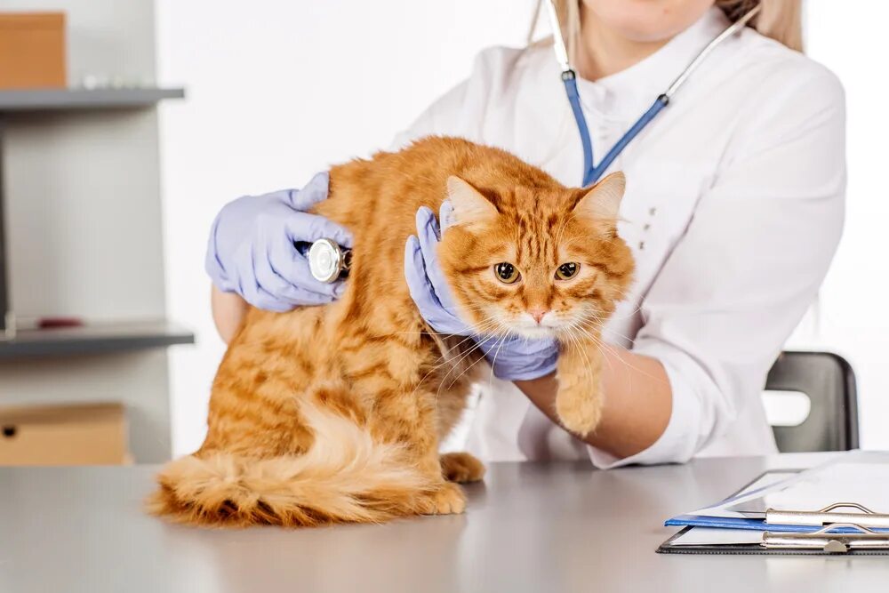 Астма у кота. Лабораторные кошки. кошка доктор. ветеринар с кошкой. астма у кошек.