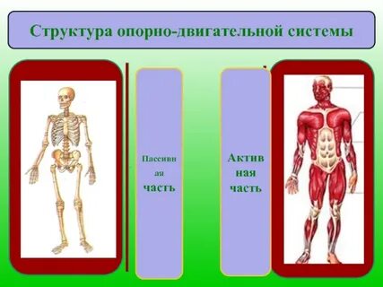Составить постер как укреплять опорно двигательную систему