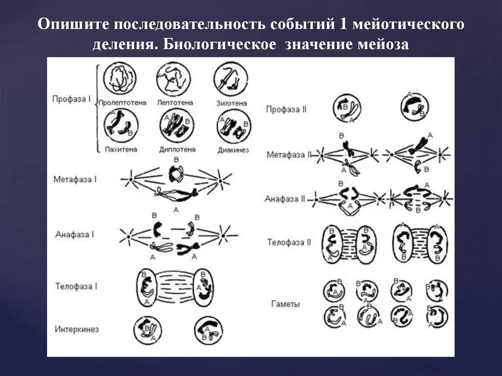 Мейоз лептотена зиготена пахитена диплотена диакинез таблица. Схема мейоза лептотена. Схема профазы 1 мейоза. Стадии профазы 1 деления мейоза. Каким номером на схеме обозначено мейотическое