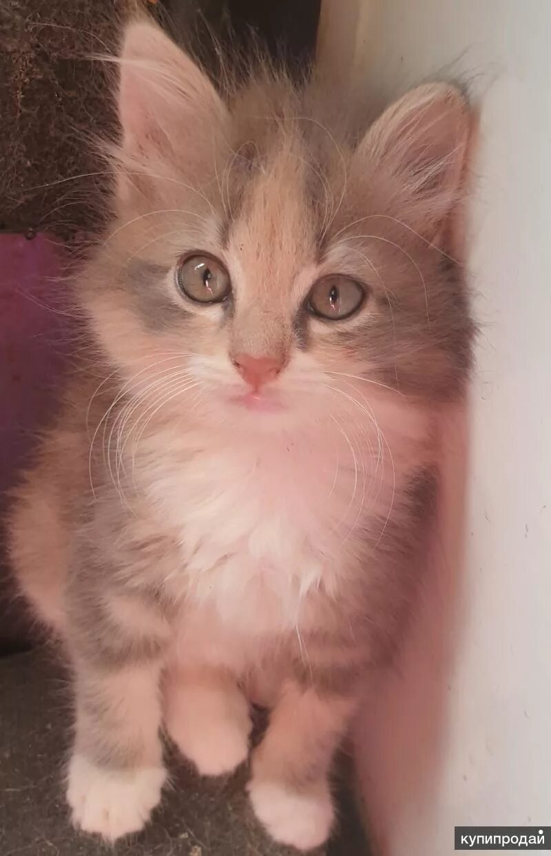 Обычные котята 1 месяц. Черный котенок 2 месяца фото. Котята в добрые руки в каневском районе. Авито краснодар котята в добрые руки. Обычные котята 1 месяц.