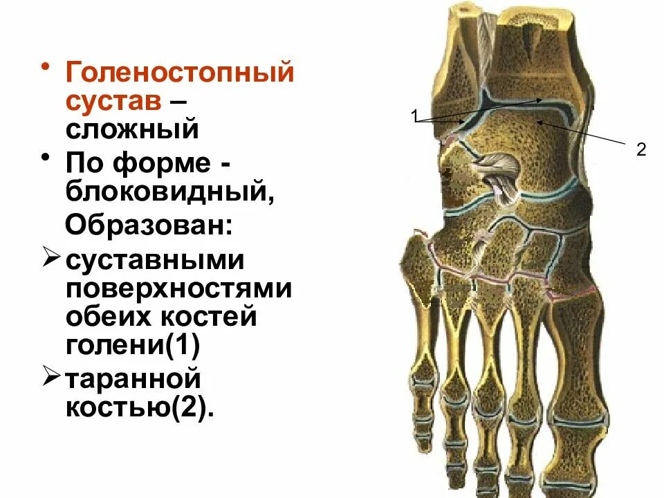 Наружный голеностопный сустав. Голеностопный сустав анатомия строение кости. Гольностопсустав анатомия строение. Голеностопный сустав анатомия образован. Голеностопный сустав. Строение костей, образующих сустав..