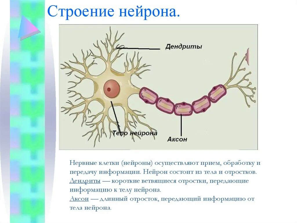 Нейрон строение и функции. Строение нейрона дендриты Аксон. Строение нерва дендрит. Внутриклеточное строение нейрона.