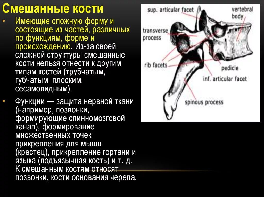 5 групп костей. Смешанные кости. Смешанные кости человека. Смешанные кости позвонки. Смешанные кости относятся.