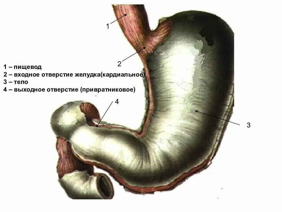 Слои пищевода