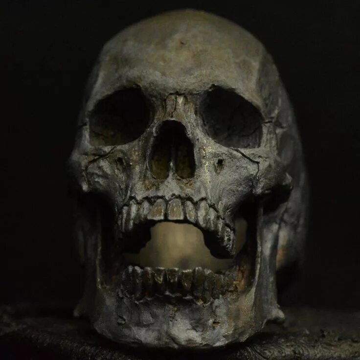 Pin by Allie Lazar on Art Inspo Skull reference, Real human skull, Skull art