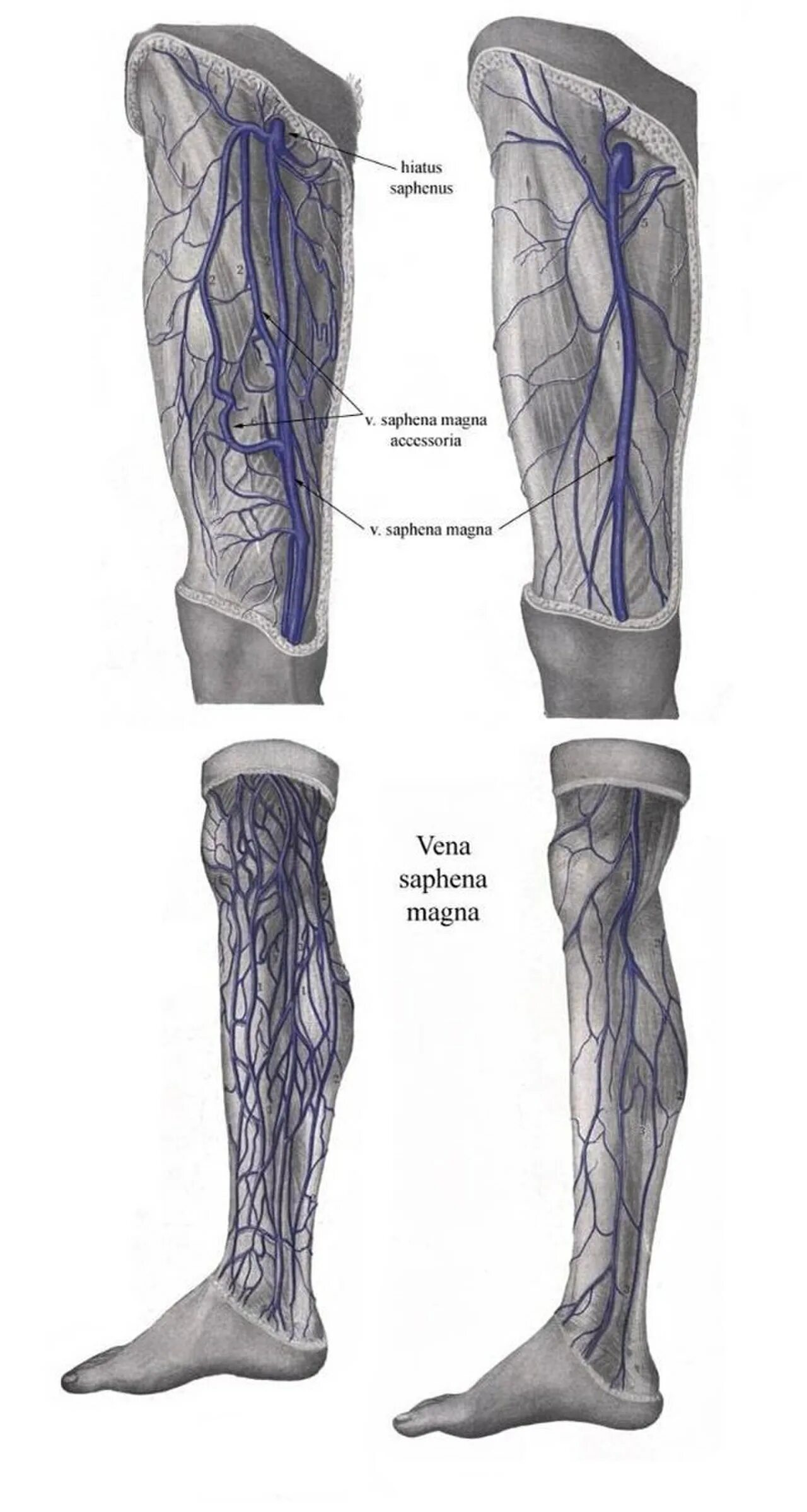 Vena saphena. Вена сафена Магна. Вена сафена Магна анатомия. Вена сафена Магна на бедре.