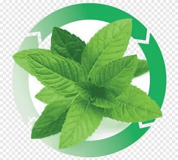 Other leaf
