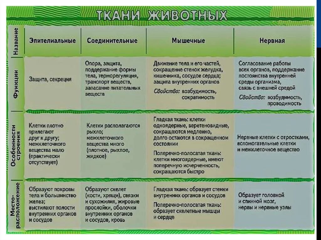 Для тела характерны тест