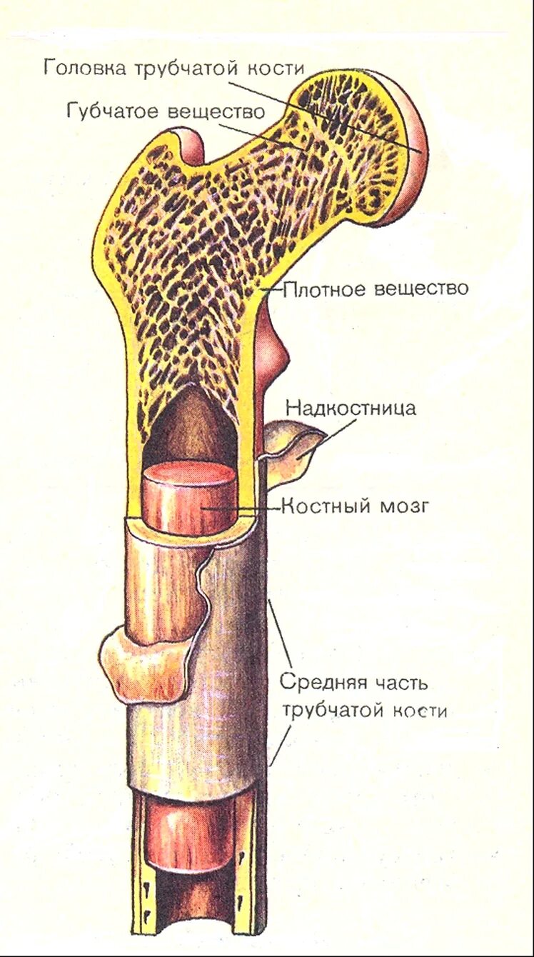 Где находится желтый костный мозг в трубчатых. Губчатое вещество и костный мозг. Костный мозг анатомия человека. Жёлтый костный мозг в трубчатой кости. Строение губчатой кости анатомия.