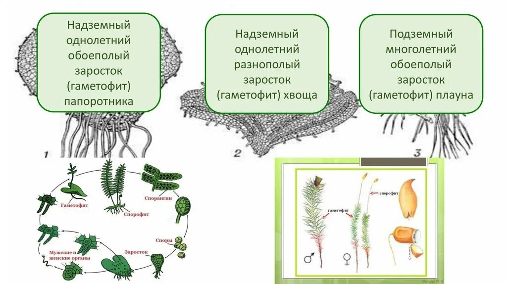 Заросток плауна. Заросток гаметофит. Обоеполый гаметофит плауна. Заросток папоротника.