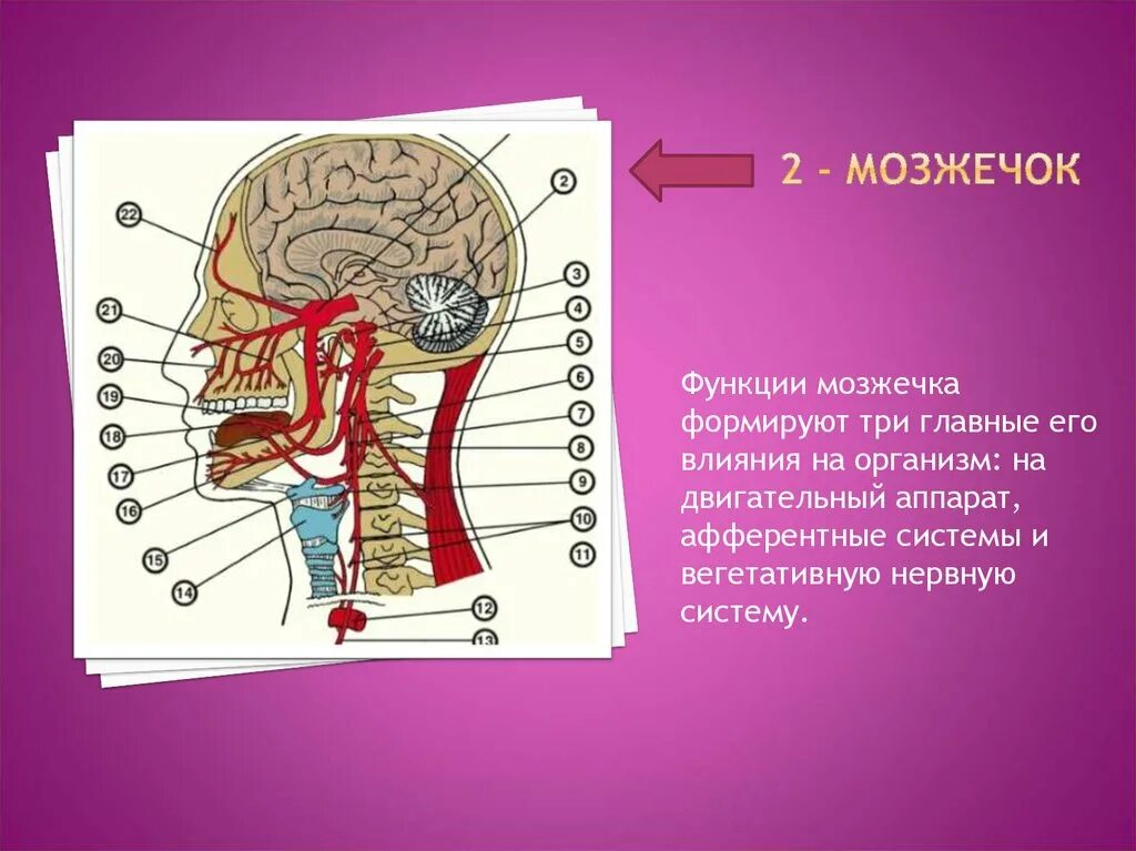 3 функции мозжечка. Зоны мозжечка. функции мозжечка. мозжечок и его функции. промежуточная зона мозжечка.